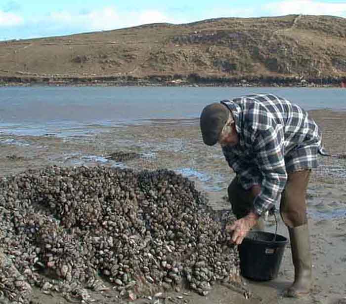 William King with mussels.jpg 47.6K